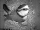 Portsmouth i-Catcher Cameras