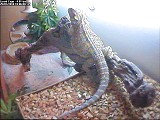 Keiren's i-Catcher Cameras